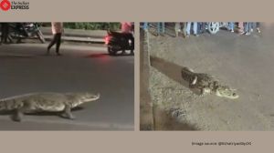 Crocodile in Vadodara