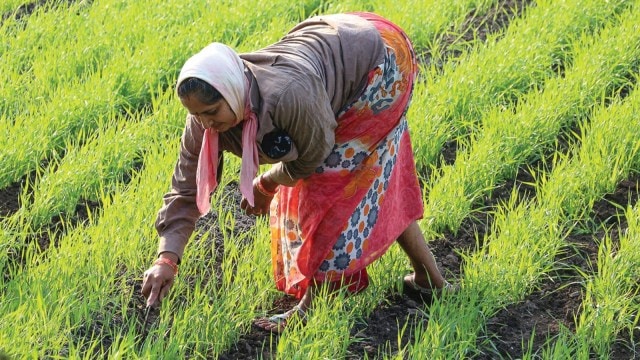 Common Service Centre, Pradhan Mantri Fasal Bima Yojana, PMFBY, crop insurance frauds, Crop insurance scam, Mumbai news, Maharashtra news, Indian express, current affairs