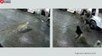 Dogs chase lioness