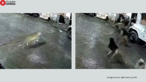 Dogs chase lioness
