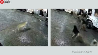 Dogs chase lioness