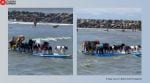Dogs surfing video viral