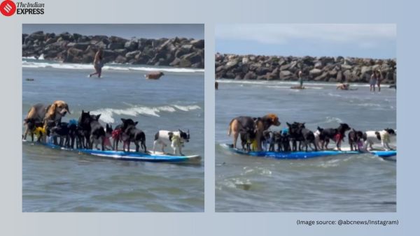 Dogs surfing video viral