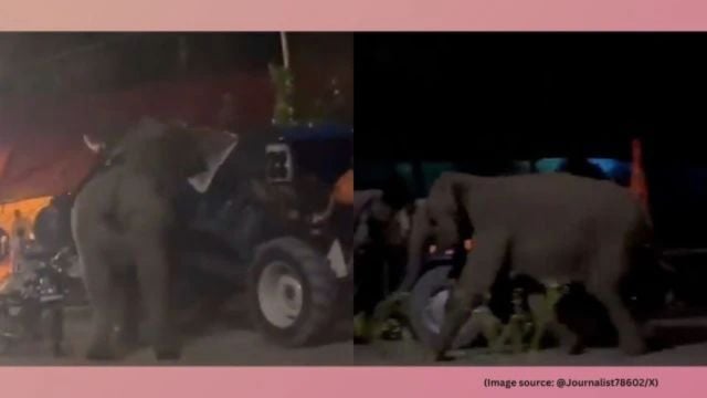 A video of the incident shows the elephant charging at the vehicles while the calf watches on.