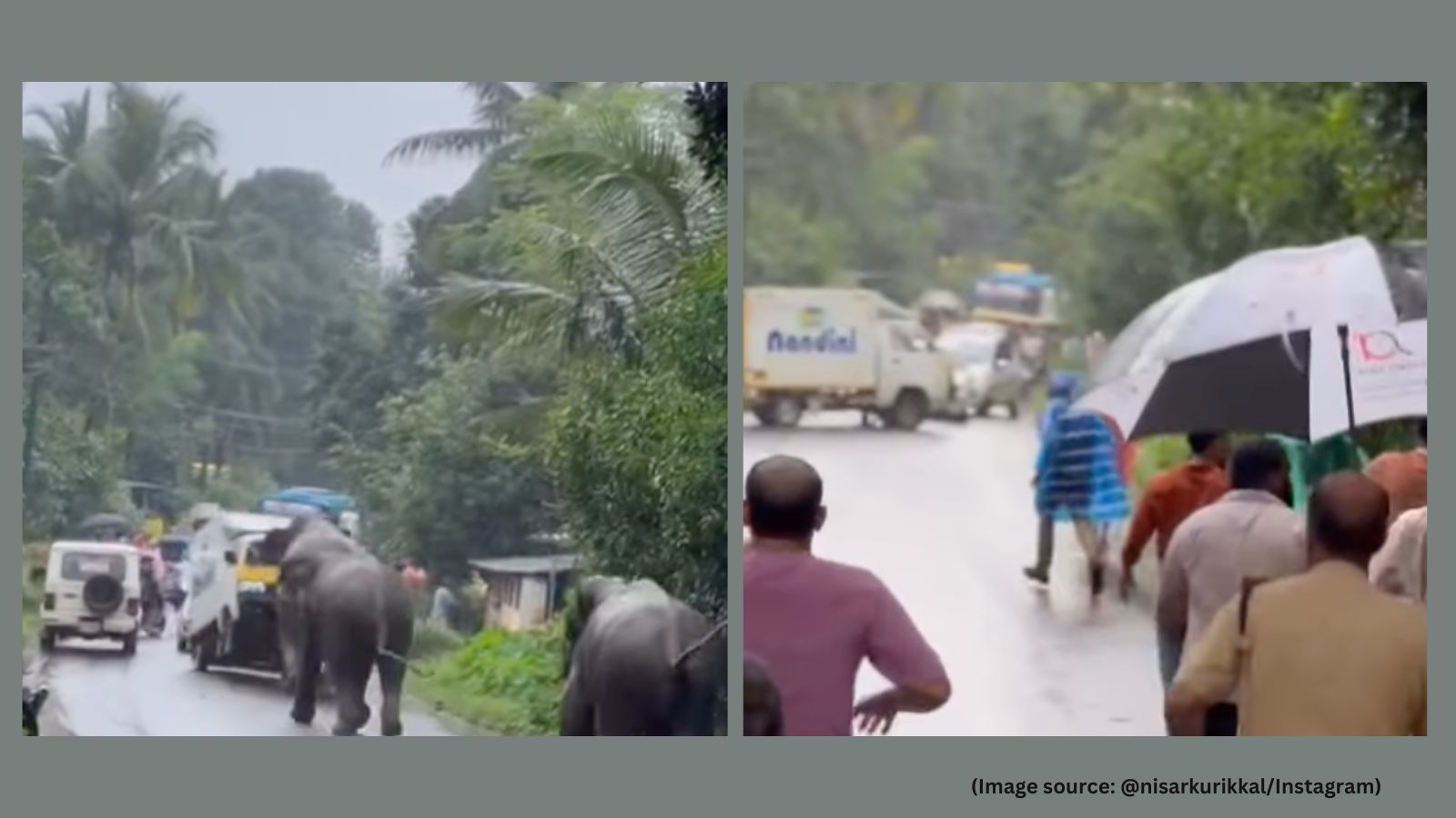 Watch: Elephants on the loose smash vehicles on Kerala streets, locals ...