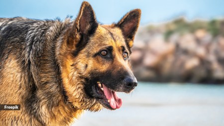 There is a good reason why German shepherds are constantly ranked as one of the top choices as a guard dog