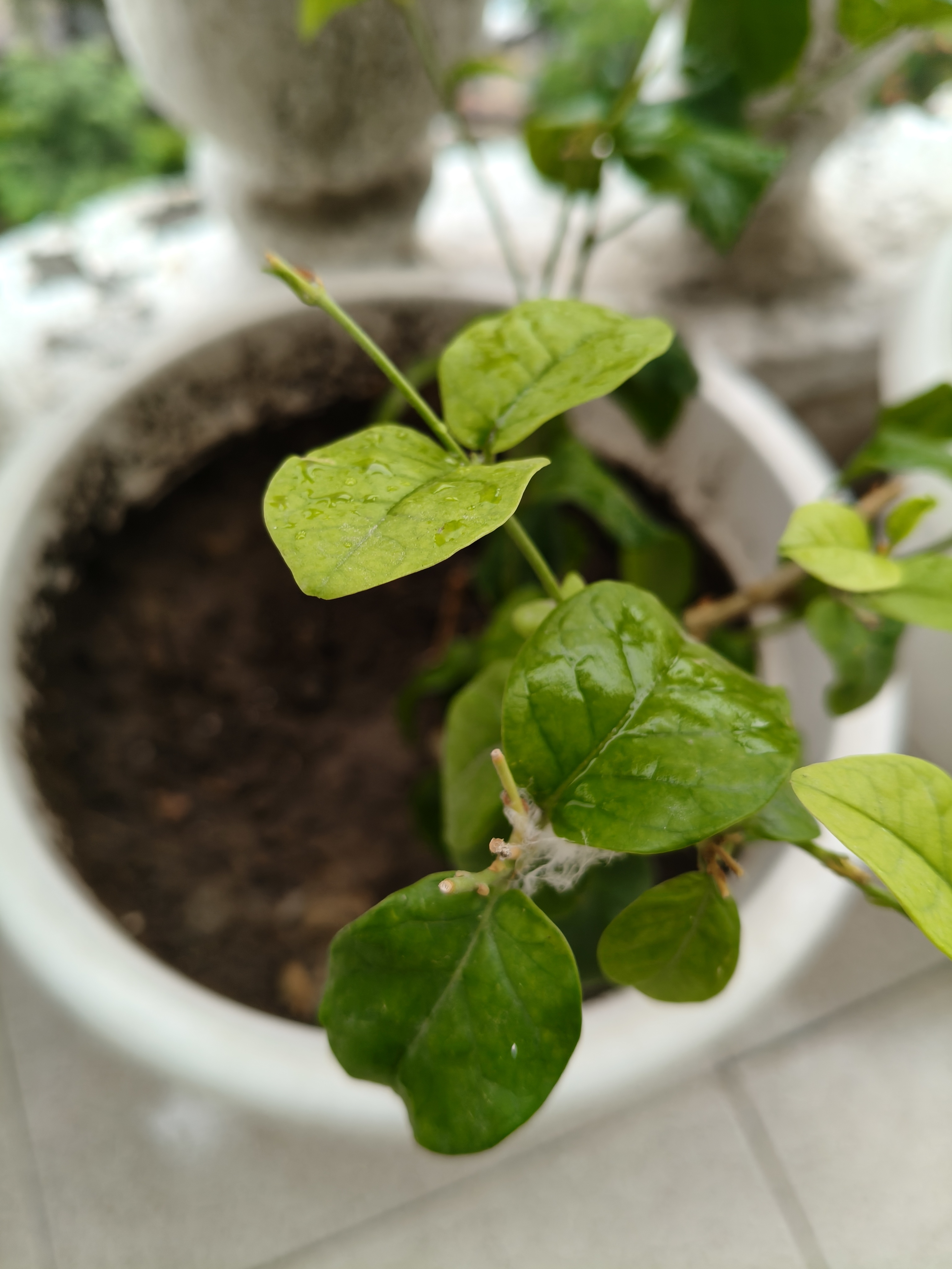 OnePlus Nord CE 5 camera sample (Image resized for web)