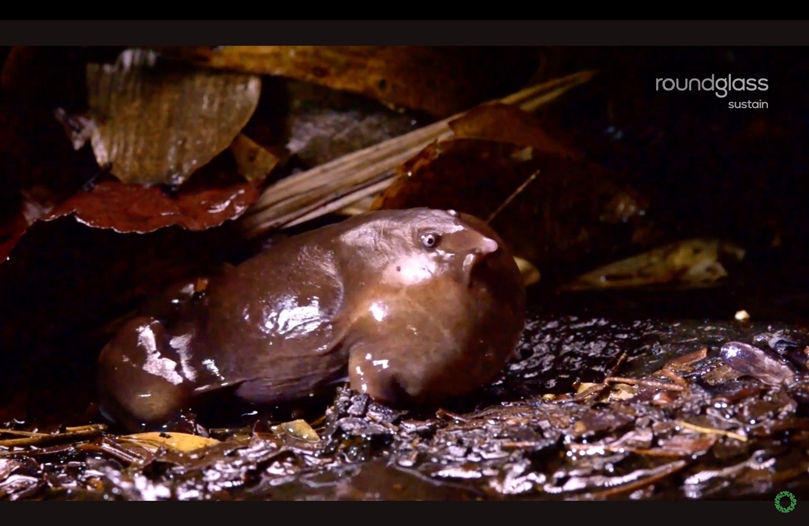 A Living Fossil: The Purple Frog's Brief Life on Land
