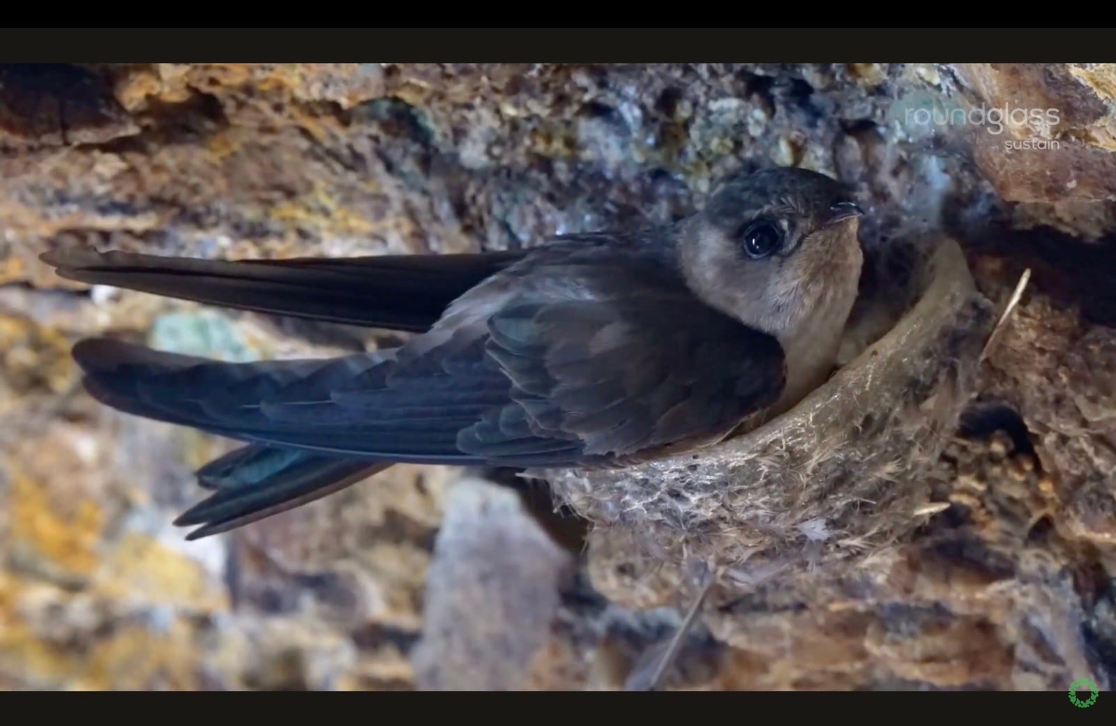 Three documentaries repously screened in delhi showed the wonder and magnificance of nature | News today News | WN24 2 Echoes of the Swiftlets: Exploring the hidden world of the Indian Swiftlet