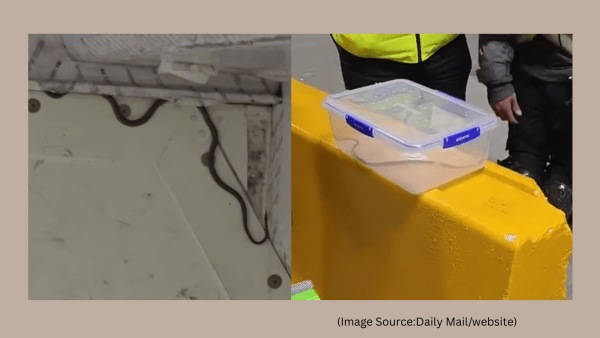 A green tree snake was found in a Virgin Australia flight from Melbourne to Brisbane in the cargo. (Image source: Daily Mail/ website)
