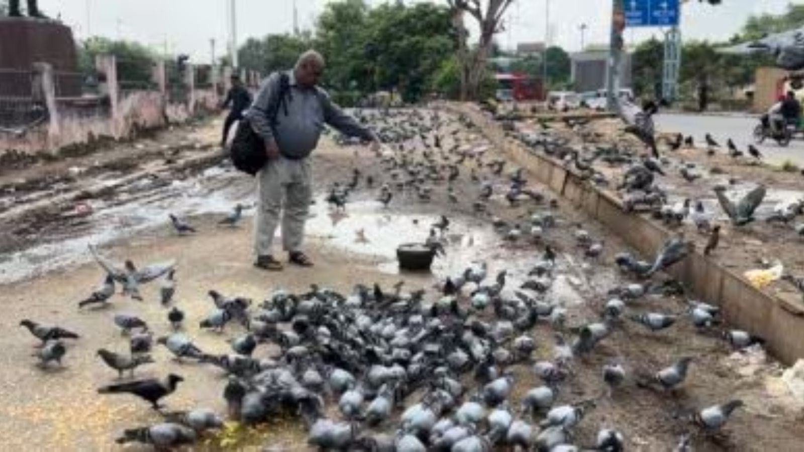 Mumbai Court Permits FIRs Against Pigeon Feeding