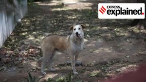 Explained: Kerala govt’s plans to ‘euthanise’ diseased stray dogs