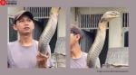 King Cobra viral video