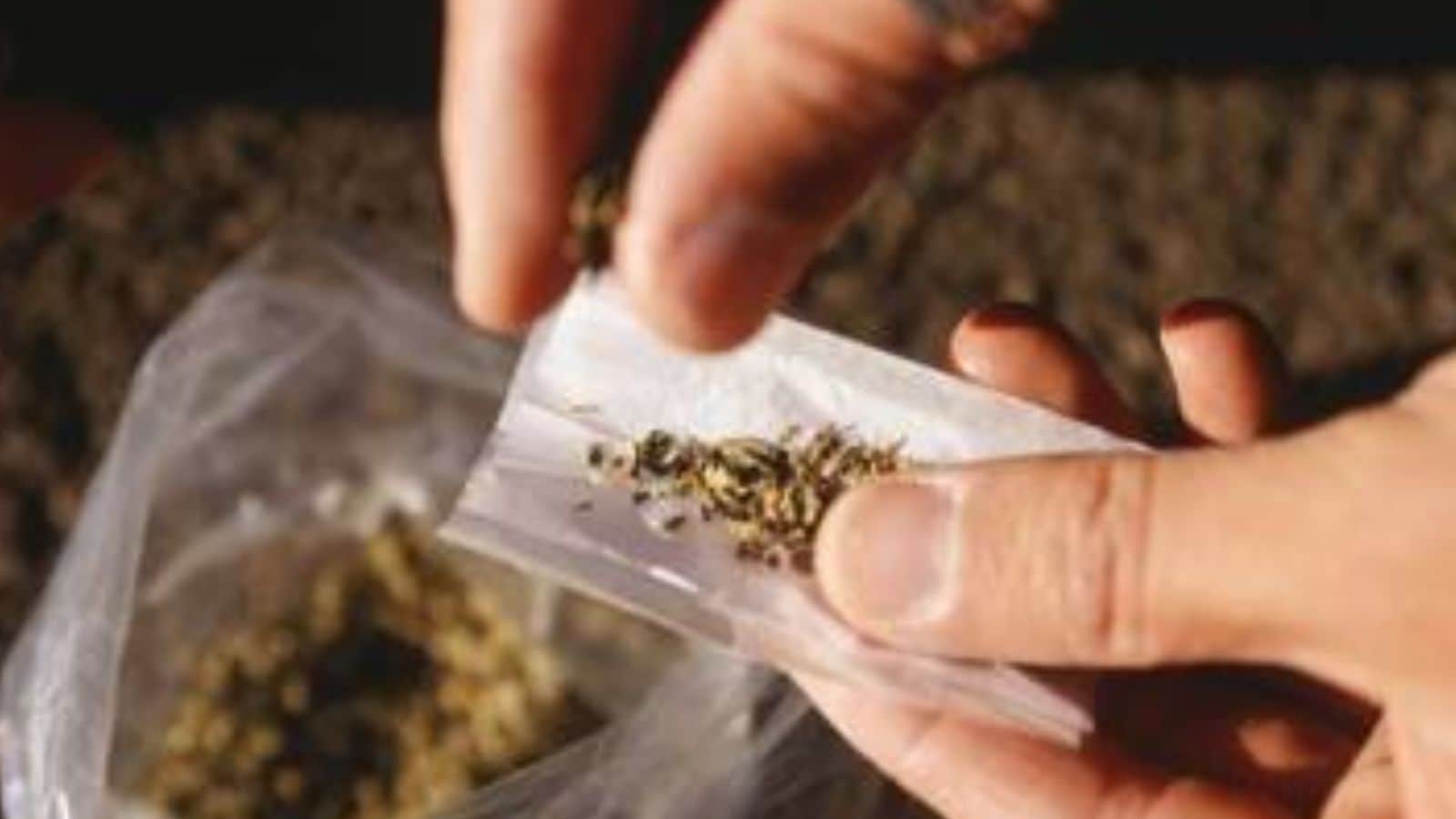 2 held with marijuana worth Rs 12.2 cr smuggled from Bangkok and Malaysia