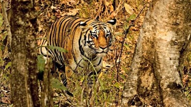 Wildlife