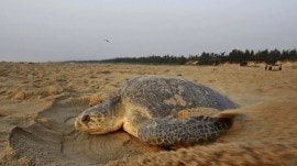 Ministry defers forest land nod for Puri airport, cites concerns over Olive Ridley turtles, migratory birds