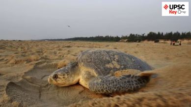 olive ridley, puri airport, INA tamal, UPSC key