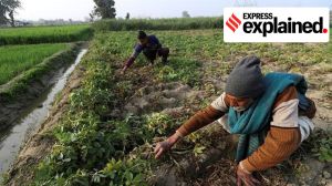 Dhan-Dhaanya Krishi Yojana, the new scheme to develop 100 agri districts across the country