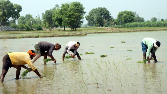 Paddy farmers