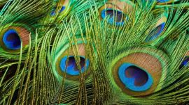 Peacock-Feathers