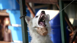 Pets have been at the heart of a surprising range of legal disputes