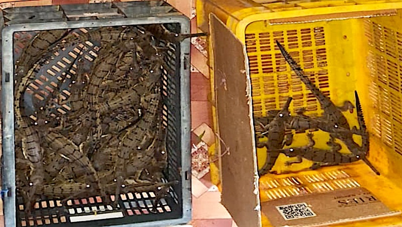Rescued Gharial hatchlings