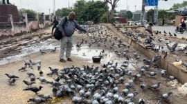 Pigeon feeding- Delhi Gate on Asaf Ali Road Pigeon 1, MCD 0: Why Delhiites won’t stop feeding their feathered friends