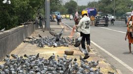 Pigeon 1, MCD 0: Why Delhiites won’t stop feeding their feathered friends