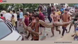 Many of them were seen recording the incident and taking selfies with the massive python (Image source: @gharkekalesh/X)