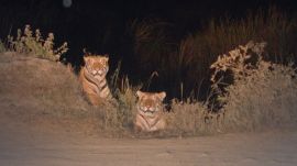 The report attributes the increased count of tigers to the Biswanath Wildlife Division being included in the sampling for the first time.