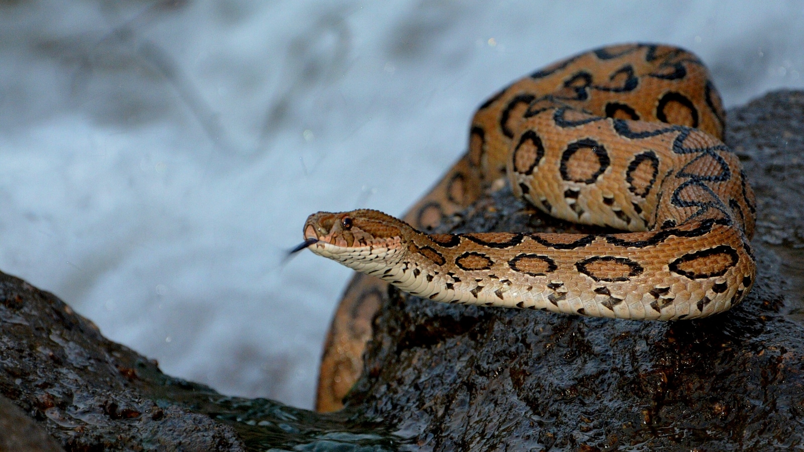 Russel's_viper