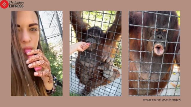 Russian Boxer Vape orangutan