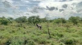 The African Safari at Gorewada will feature a diverse range of animals, offering visitors a chance to observe both island-dwelling and free-roaming species.