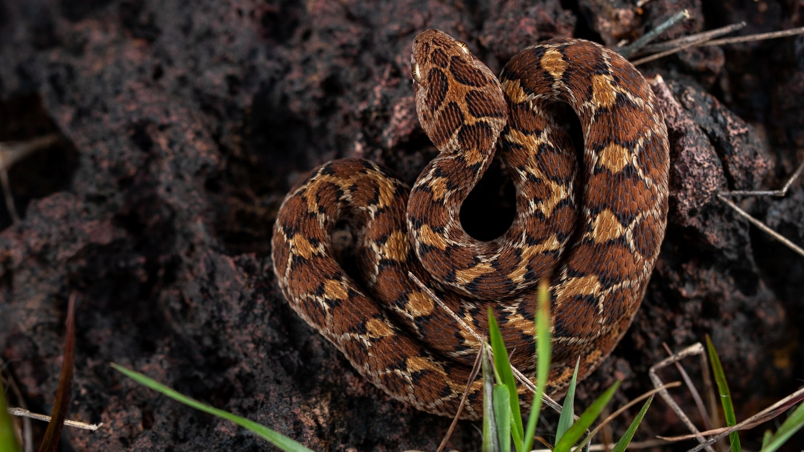 Saw Scales Viper (Echis carinatus). Wikimedia Commons