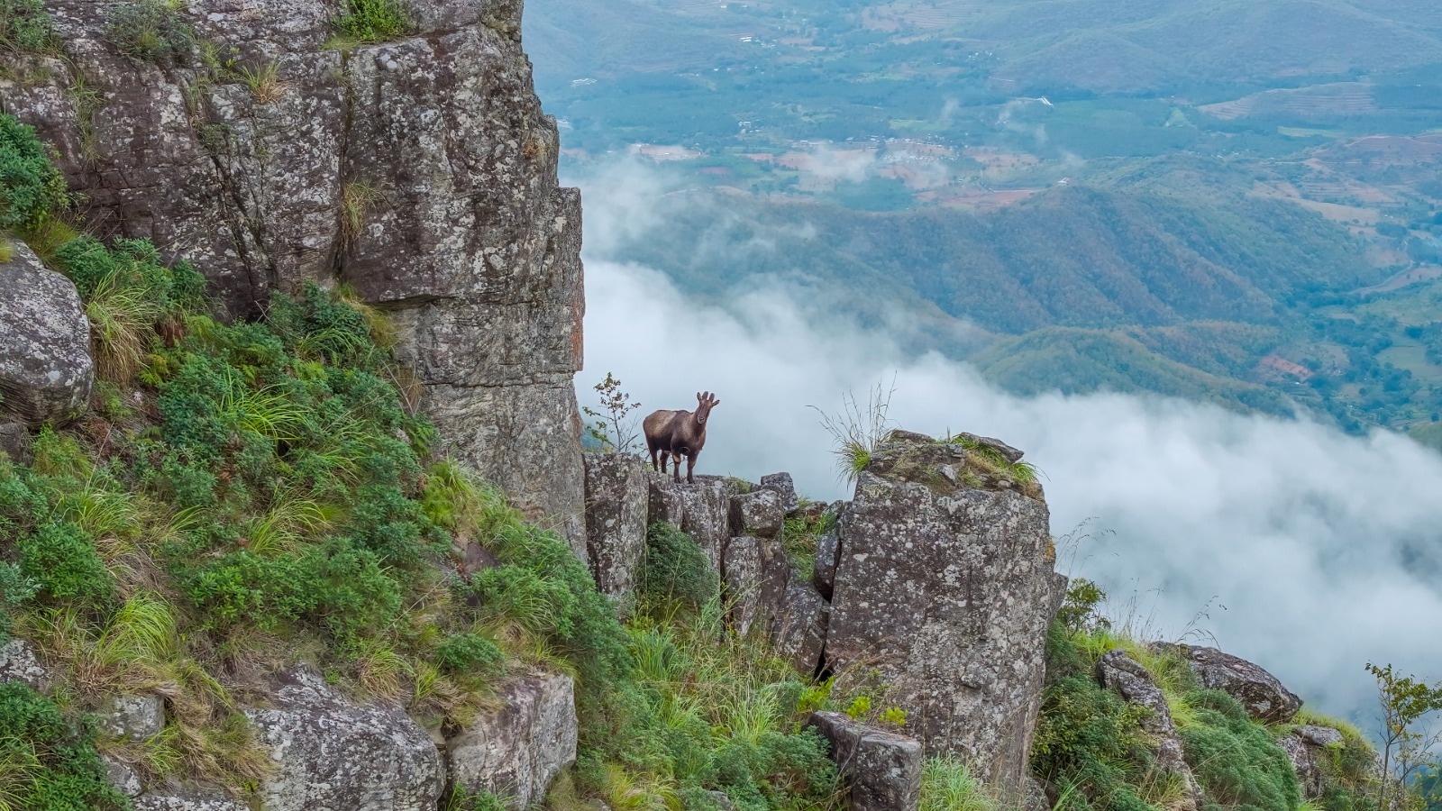 Still of Nilgiri Tahr from the documentary