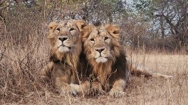Jay and Veeru, inseparable lion duo from Gir, die weeks apart