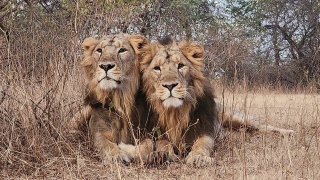 Jay and Veeru, inseparable lion duo from Gir, die weeks apart