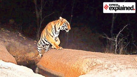 Tigers spotted, Jharkhand Tiger, Tiger, male tiger, tigers, Tiger’s long walk east, Indian express explained, explained news, current affairs