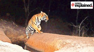 Tiger’s long walk east, looking for its own patch with prey, partner
