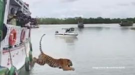 The moment the cage opens, the tiger makes a breathtaking dive straight into the river at the Sundarbans (Image source: @susantananda3/X)