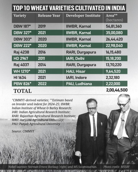 Top 10 wheat varieties cultivated in India. Source: CIMMYT