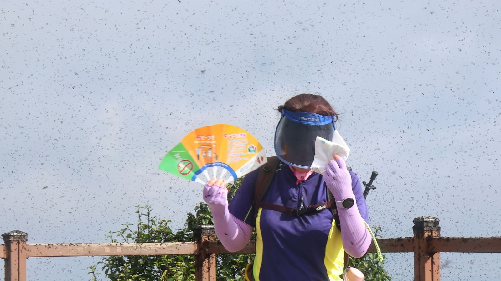Why South Korea is dealing with swarms of flying ‘lovebugs’ this summer