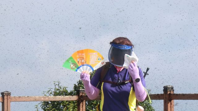South Korea Lovebugs