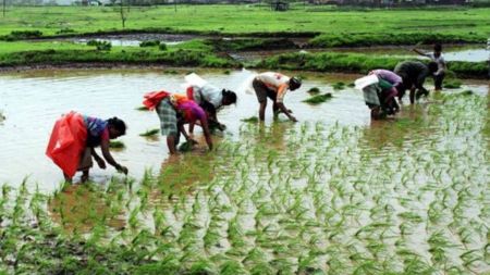 Farmers scramble to salvage paddy after Assam sees massive rainfall deficit this monsoon