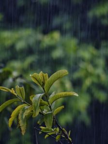 7 vegetables to avoid during the monsoon season