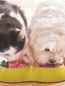 What NOT to Feed Your Dog or Cat