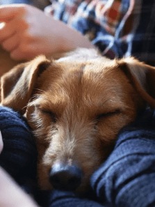 8 Signs Your Pet Might Be Unwell