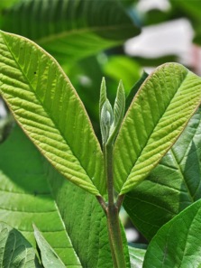 What Happens to The Body If You Eat Guava Leaves Every Day for a Month?