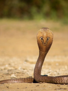 8 Most Fascinating Snakes Found Only in India