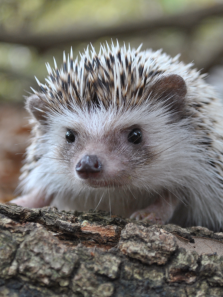 8 Animals You Didn’t Know Are Illegal to Keep as Pets